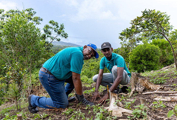 Deux collaborateurs_senior et junior de Panagora qui plantent un arbre.