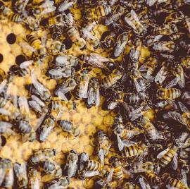 Journée Mondiale des abeilles