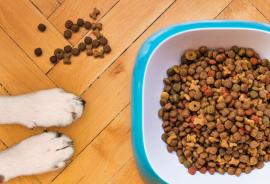 Photo by <a href="https://unsplash.com/@mattycoulton?utm_source=unsplash&utm_medium=referral&utm_content=creditCopyText">Mathew Coulton</a> on <a href="https://unsplash.com/s/photos/dog-food?utm_source=unsplash&utm_medium=referral&utm_content=creditCopyText">Unsplash</a>   