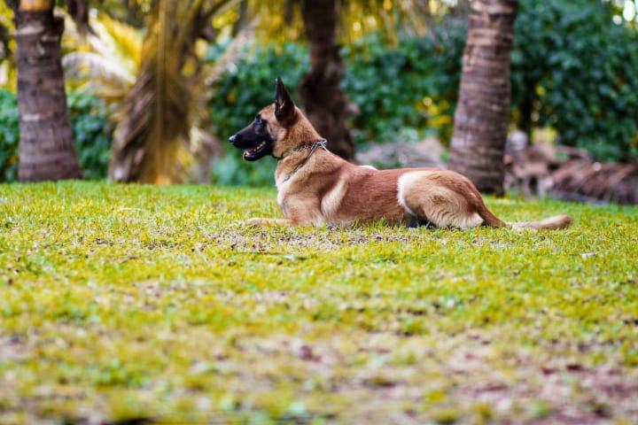 Journée mondiale du chien_Poobalen