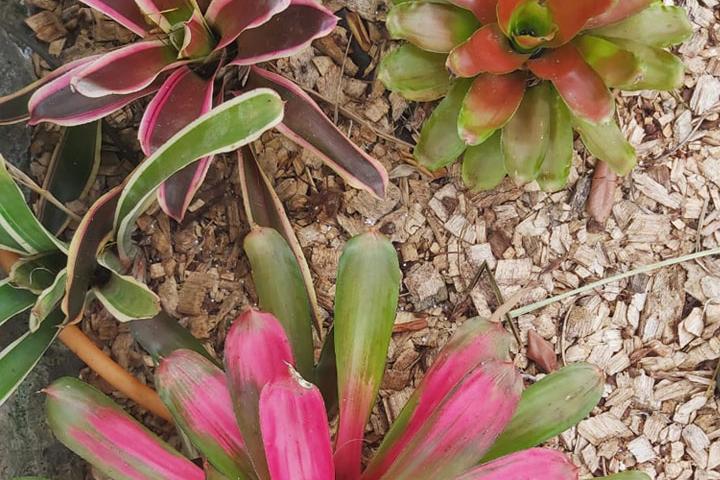 parcours_Romy_plantes